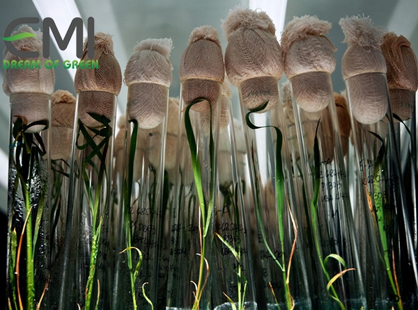 Cây trồng công nghệ sinh học