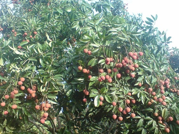 cây vải
