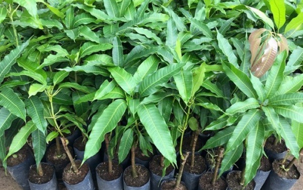 cây xoài cây xoài