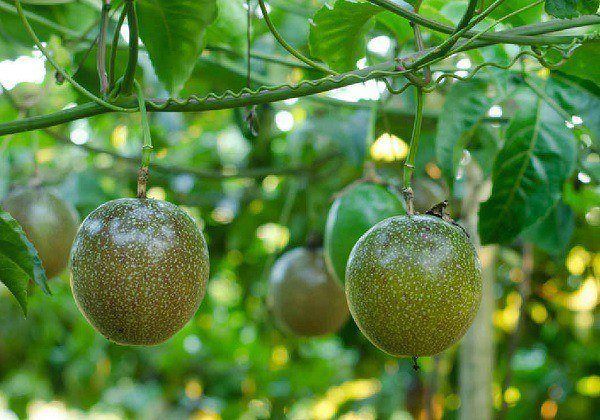 Chanh dây nhà anh Tùng sau sử dụng chế phẩm sinh học EMINA