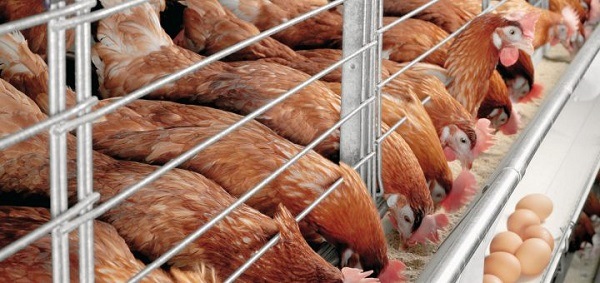 chăm sóc vật nuôi