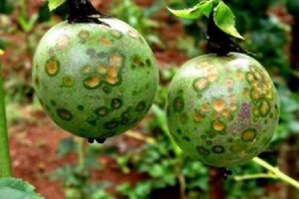 bệnh đốm nâu trên cây chanh leo