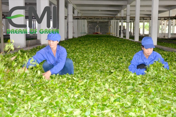 Chế biến chè xanh