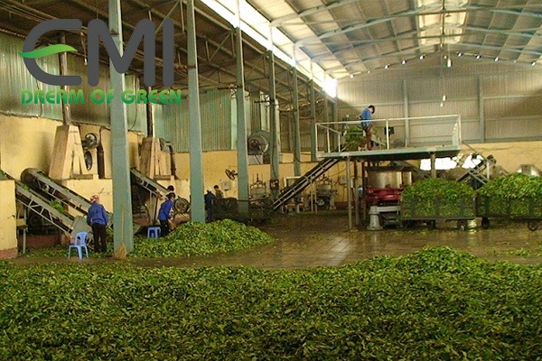 Chế biến chè xanh