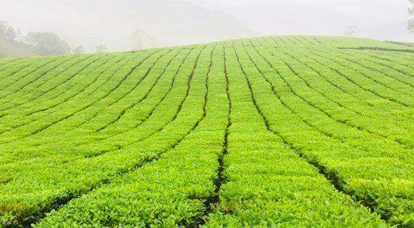 Nương chè nhà chị Hoa xanh hút mắt sau sử dụng chế phẩm sinh học EMINA Nương chè nhà chị Hoa xanh hút mắt sau sử dụng chế phẩm sinh học EMINA