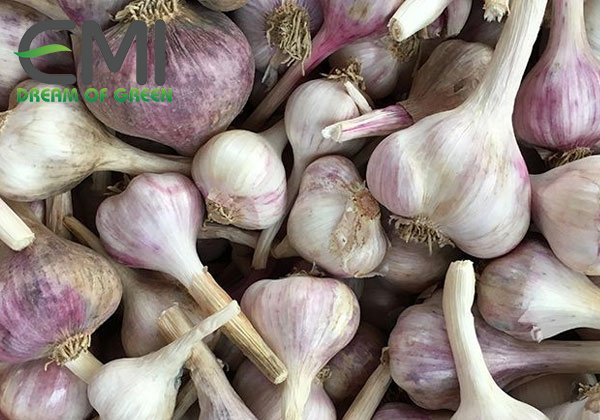 Chọn giống cây tỏi Chọn giống cây tỏi