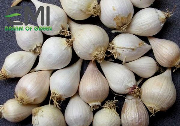 Chọn giống cây tỏi Chọn giống cây tỏi