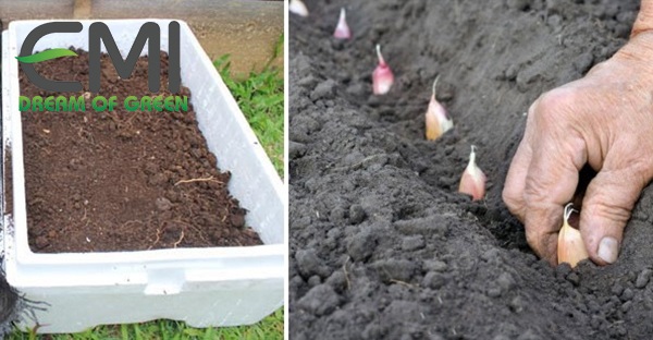 Làm đất và trồng tỏi Làm đất và trồng tỏi