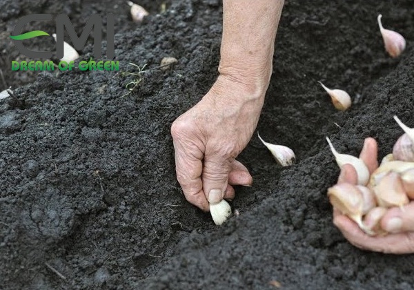Làm đất và trồng tỏi Làm đất và trồng tỏi