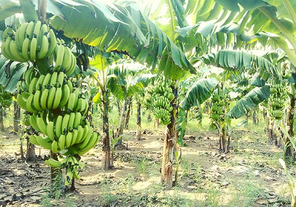 quả chuối