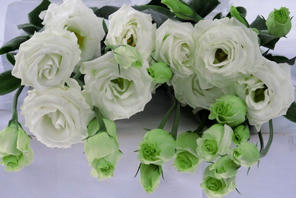 công dụng của hoa cát tường