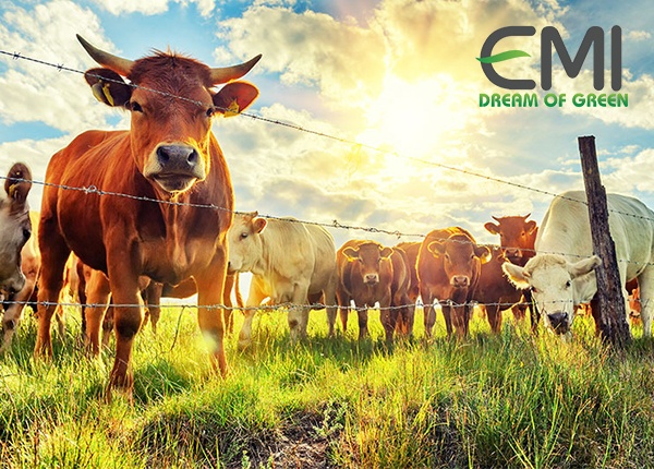 Công nghệ sinh học trong chăn nuôi Công nghệ sinh học trong chăn nuôi