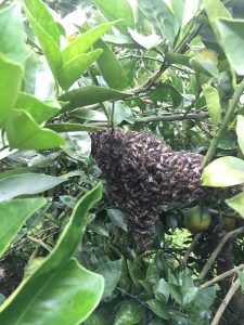 Khi đàn ong trở về - thăm vườn cam sạch trồng theo cách EMI