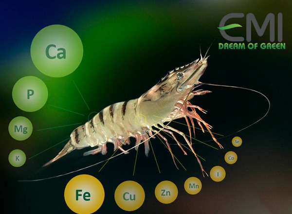Các chất khoáng cần thiết cho Tôm
