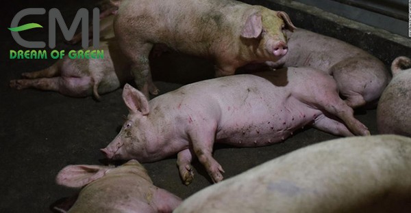 Dịch sốt heo khiến heo chết hàng loạt Dịch sốt heo khiến heo chết hàng loạt