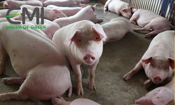 ASF vẫn là mối đe dọa cho các trang trại heo ASF vẫn là mối đe dọa cho các trang trại heo