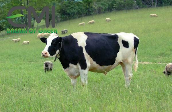 Bệnh cảm nóng, cảm nắng ở bò sữa