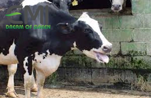 Bệnh chướng hơi dạ cỏ ở bò sữa