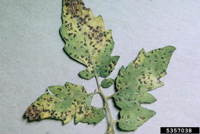 Đốm lá do nấm Septoria trên cây cà chua