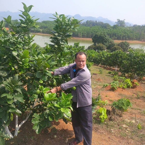 chế phẩm sinh học emina cho bưởi