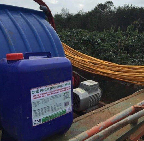 Chế phẩm sinh học EMINA chú Phú sử dụng trong quá trình chăm sóc cây cà phê Chế phẩm sinh học EMINA chú Phú sử dụng trong quá trình chăm sóc cây cà phê