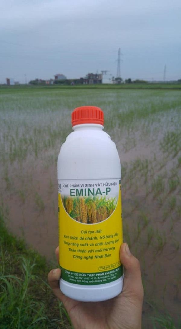 Chế phẩm sinh học EMINA cô Luyến dùng cho lúa Chế phẩm sinh học EMINA cô Luyến dùng cho lúa