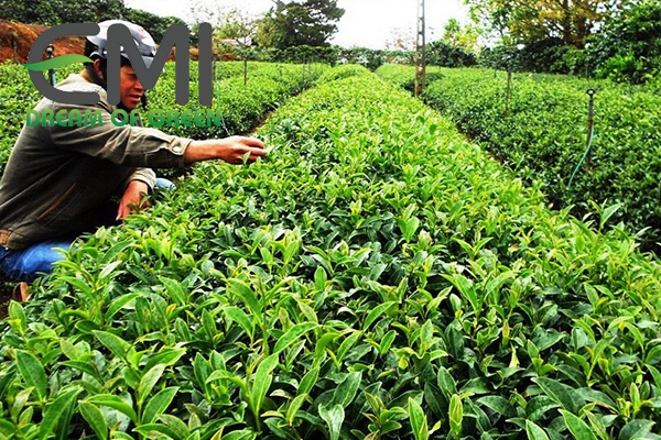 Giặm cây con, bón phân cho cây chè Giặm cây con, bón phân cho cây chè