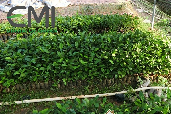 Giặm cây con, bón phân cho cây chè Giặm cây con, bón phân cho cây chè