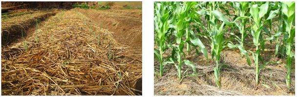 Phủ rơm giữ ẩm cho đất trồng nghệ