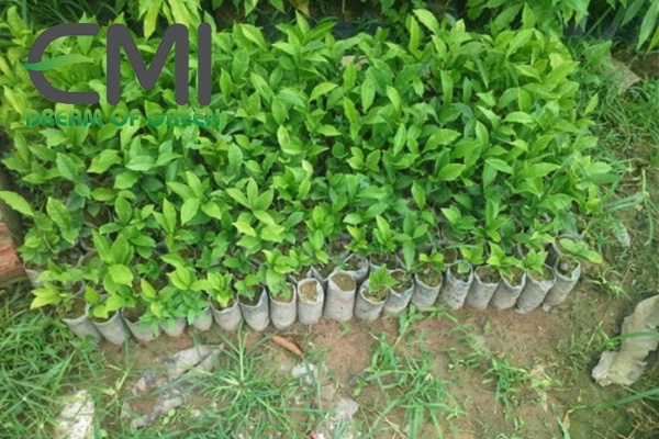 Cây chè và các giống chè