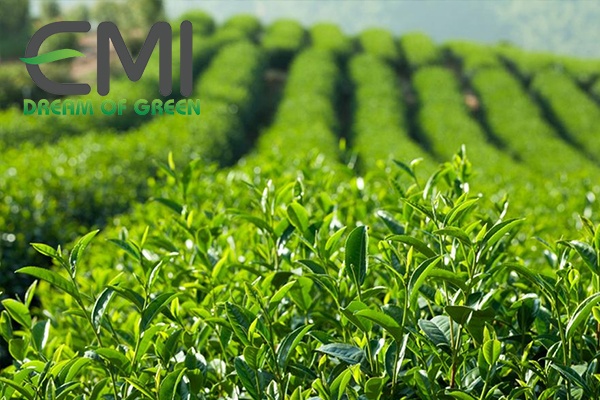 Cây chè và các giống chè