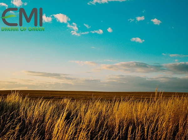 Cánh đông ở Hà Lan