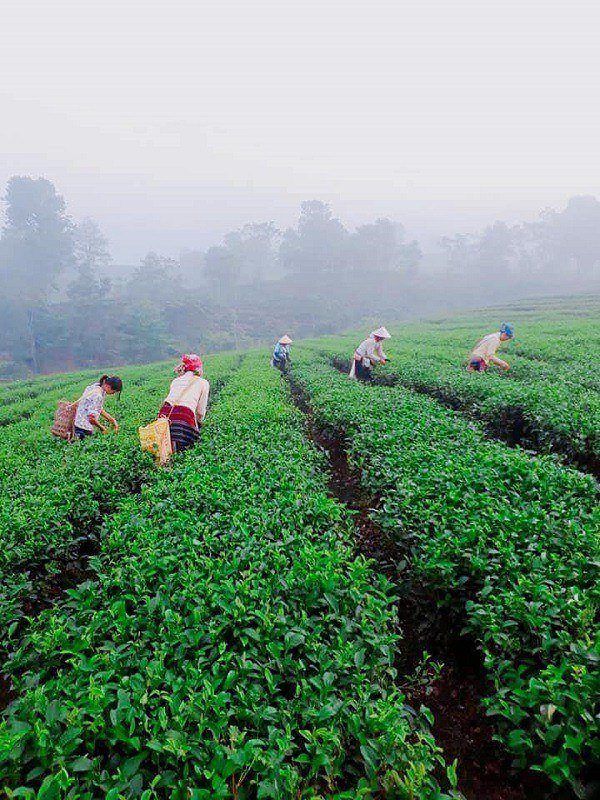 Người dân ở Văn Chấn hái chè lúc sáng sớm Người dân ở Văn Chấn hái chè lúc sáng sớm