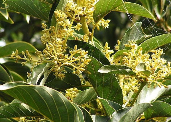 hoa bơ