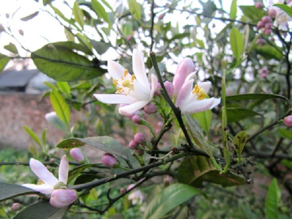 hoa chanh