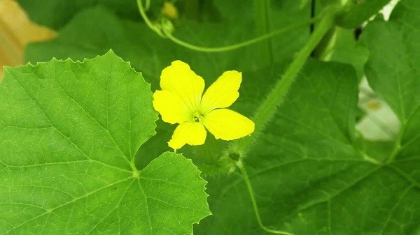 hoa dưa lưới