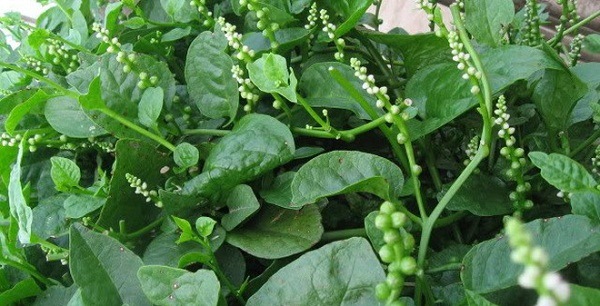 hoa mồng tơi hoa mồng tơi