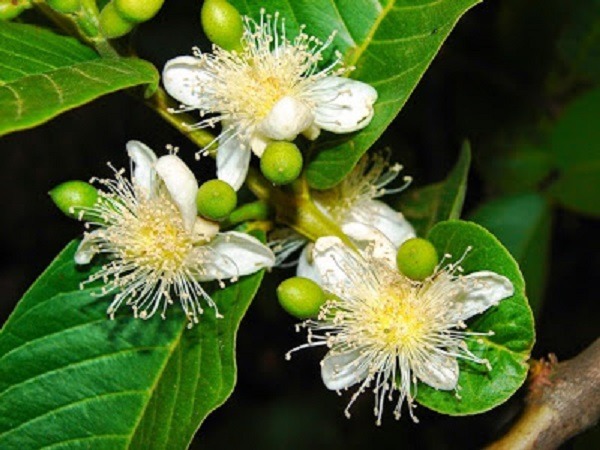 hoa ổi