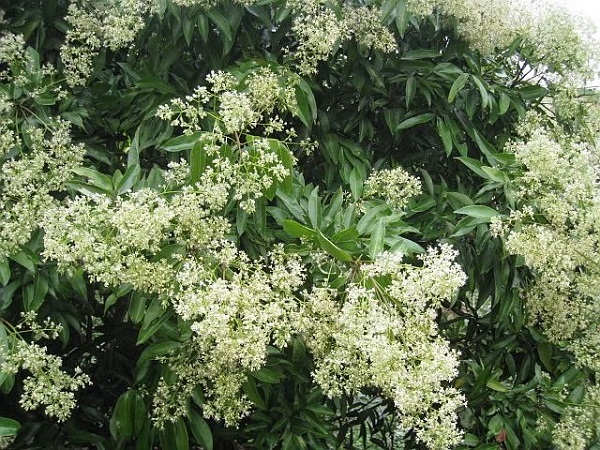 hoa vải