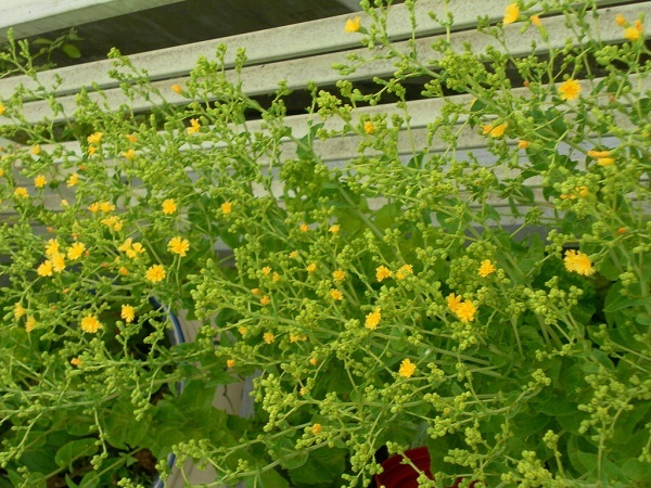 hoa xà lách hoa xà lách