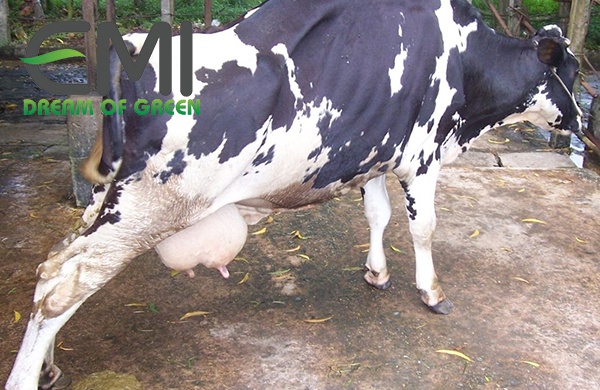 Bệnh ỉa chảy ở bê