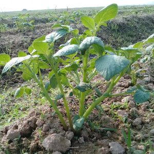 Khoai tây chăm sóc bằng vi sinh EMINA