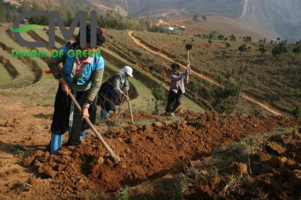 Làm đất, cách trồng và tưới chè