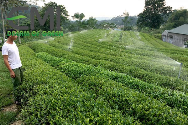 Làm đất, cách trồng và tưới chè