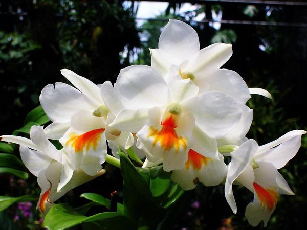lan cattleya