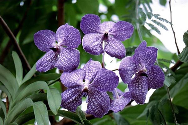 lan vanda