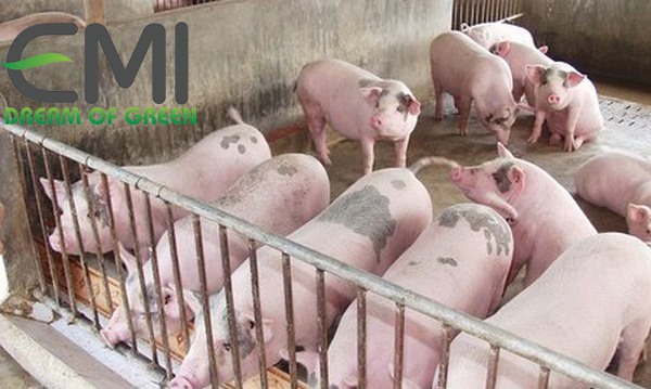 Liệu trình và liều lượng thuốc kháng sinh dùng cho lợn