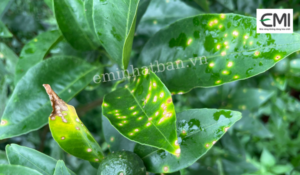 Bệnh loét trên cam