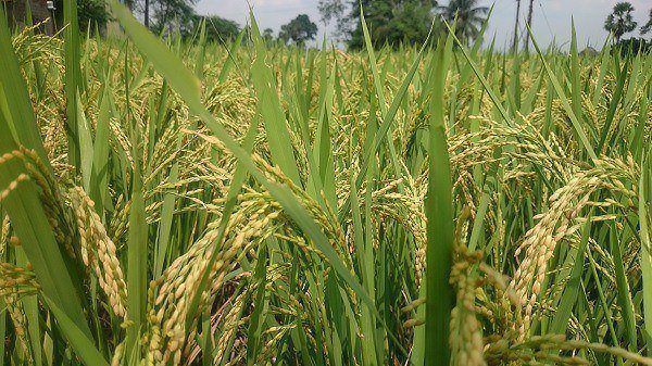 Ruộng lúa nhà cô Luyến trĩu bông nhờ sử dụng chế phẩm sinh học EMINA Ruộng lúa nhà cô Luyến trĩu bông nhờ sử dụng chế phẩm sinh học EMINA