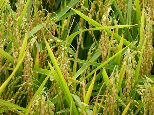 Những bông lúa chín đều nhờ sử dụng chế phẩm sinh học EMINA chuẩn bị được thu hoạch